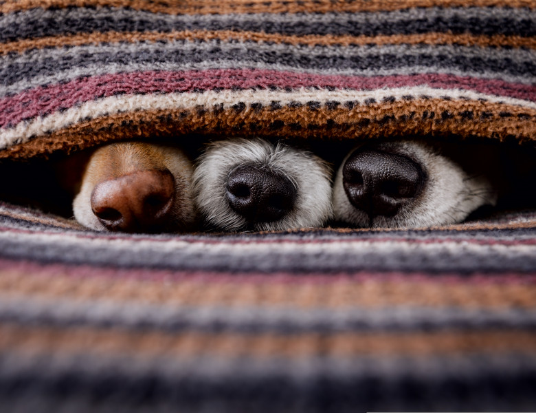 Couple,Of,Dogs,In,Love,Sleeping,Together,Under,The,Blanket