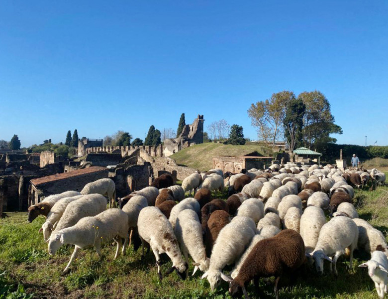 Pompeii Deploys Flock Of Sheep To Keep Grass Short - Italy