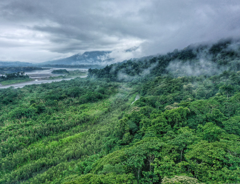 The,Amazon,Rainforest,In,Peru