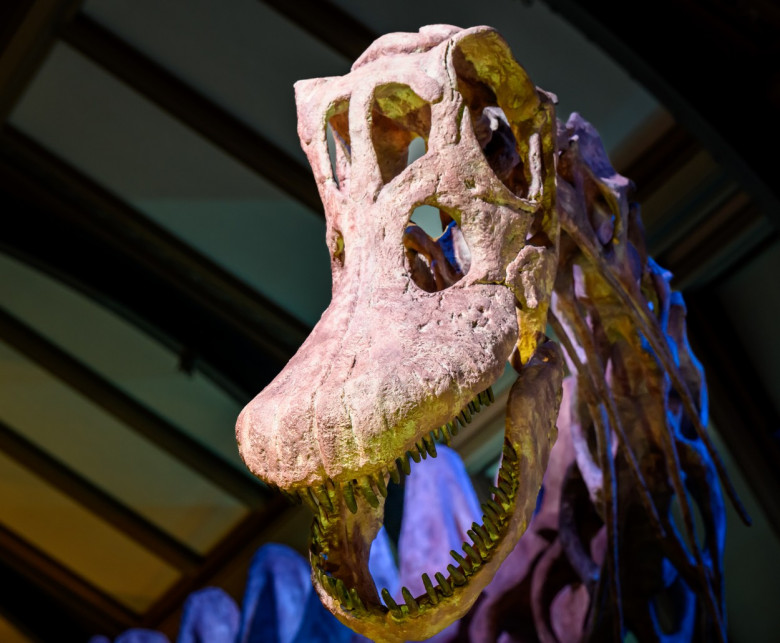 (STRICT EMBARGO until 19.30pm WEDS 29th) Titanosaur Exhibition UK Natural History Museum