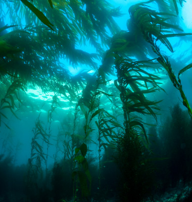 A,Wide,Perspective,Of,A,Classic,California,Kelp,Forest,Showing