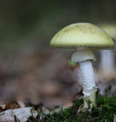 A,Closeup,Shot,Of,Amanita,Phalloides,In,A,Forest,During