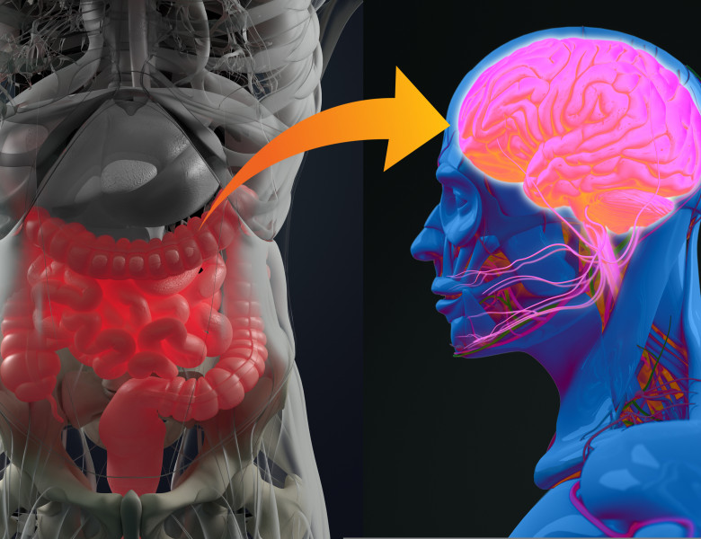 Gut-brain,Connection,Or,Gut,Brain,Axis.,Concept,Art,Showing,A