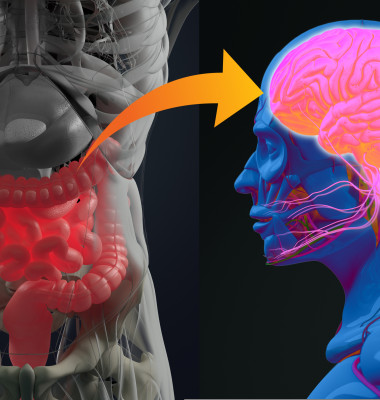 Gut-brain,Connection,Or,Gut,Brain,Axis.,Concept,Art,Showing,A