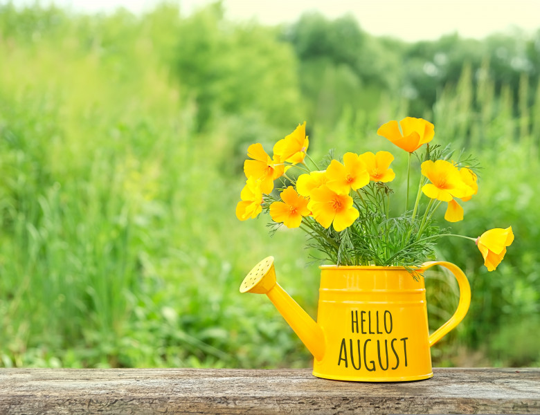 Bright,Flowers,Escholzia,In,Yellow,Watering,Can,On,Table,,Green