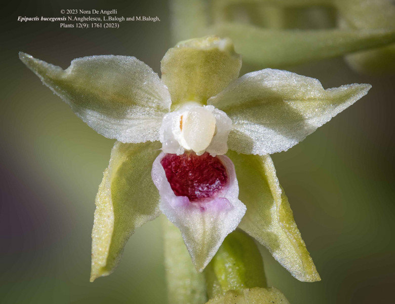 noua specie de orhidee