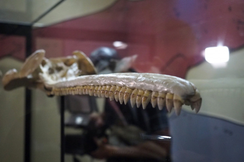 Craniul unui delfin antic uriaş, descoperit în Amazon/ Foto: Profimedia