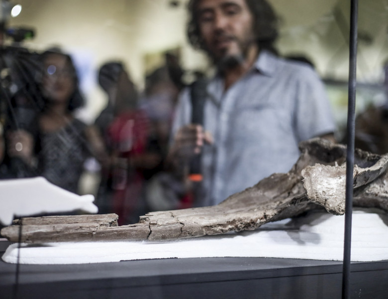 Craniul unui delfin antic uriaş, descoperit în Amazon/ Foto: Profimedia