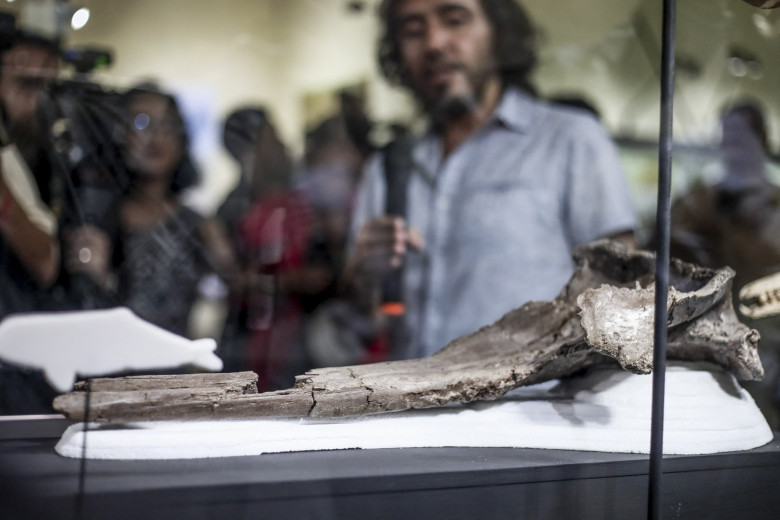 Craniul unui delfin antic uriaş, descoperit în Amazon/ Foto: Profimedia