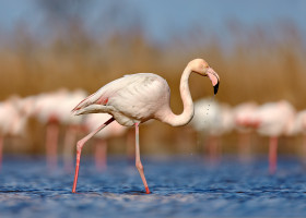Greater,Flamingo,,Beautiful,Pink,Big,Bird,With,Long,Neck,In