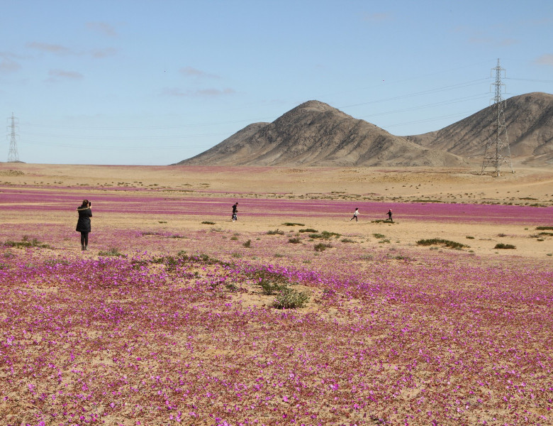 desertul atacama (2)