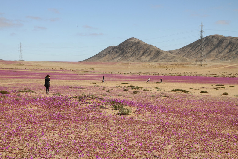 desertul atacama (2)