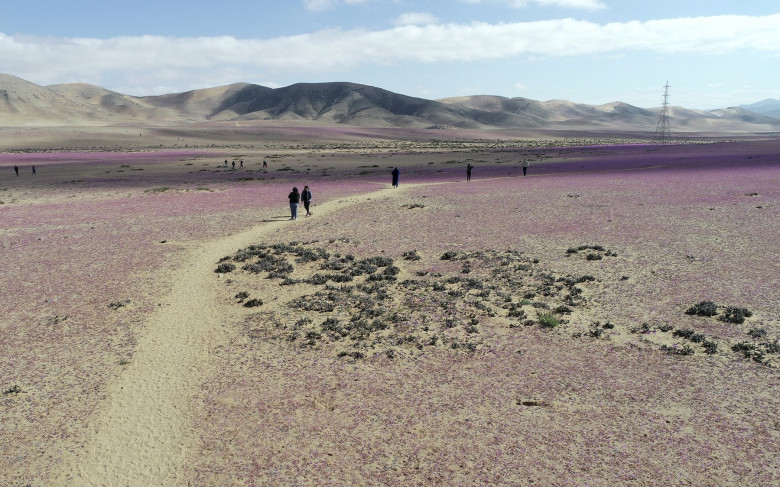 desertul atacama (1)