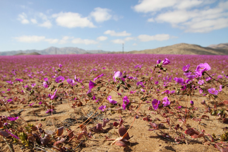 desertul atacama (6)