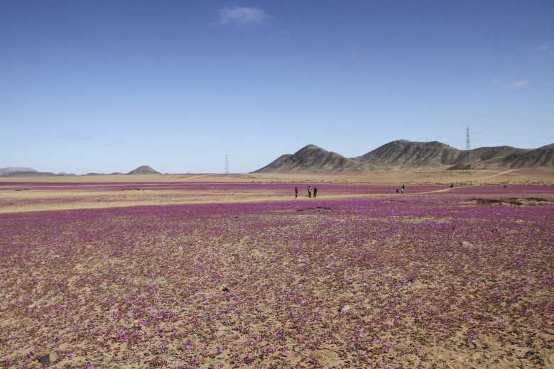 desertul atacama (4)