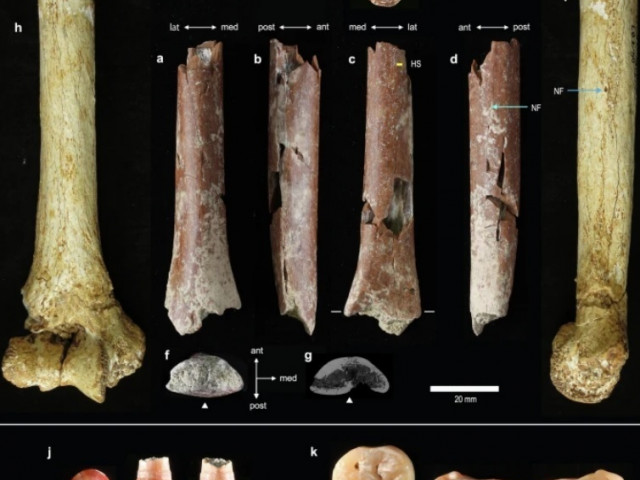 Un os de „Hobbit”, provenit de la o specie minusculă de oameni antici, a fost găsit pe o insulă indoneziană