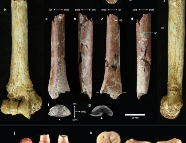 Un os de „Hobbit”, provenit de la o specie minusculă de oameni antici, a fost găsit pe o insulă indoneziană/ Foto: X