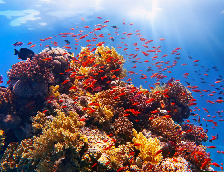 Beautiful,Tropical,Coral,Reef,With,Shoal,Or,Red,Coral,Fish