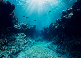 Canyon,Underwater,In,The,Reef,With,Sunlight,Through,Water,Surface,