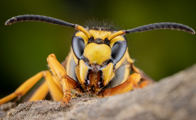 Asian,Hornet,Up,Close,And,Personal