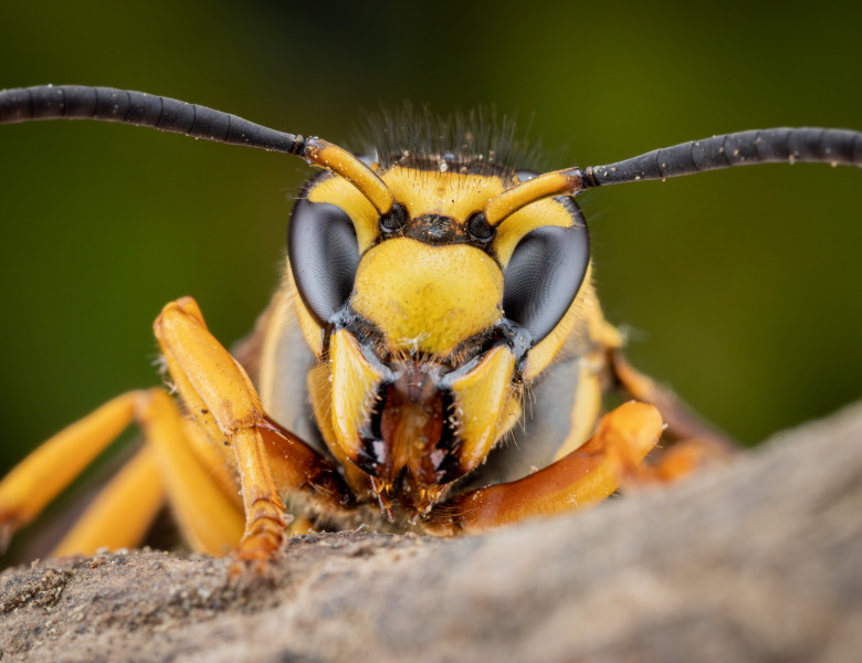 Asian,Hornet,Up,Close,And,Personal