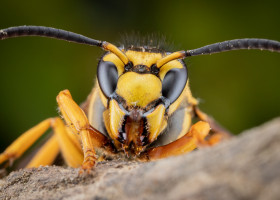 Asian,Hornet,Up,Close,And,Personal