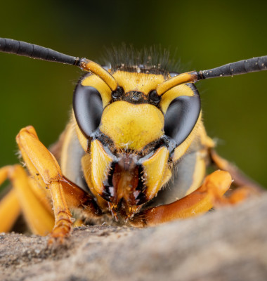 Asian,Hornet,Up,Close,And,Personal