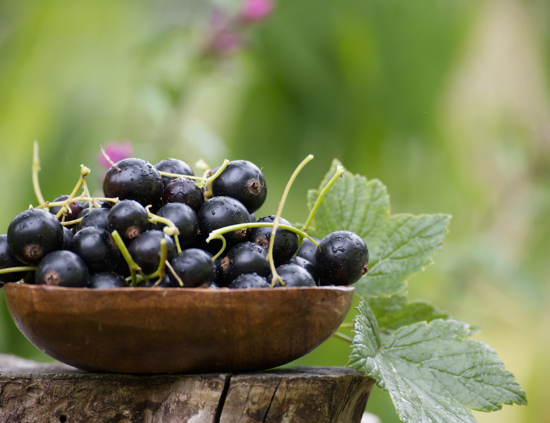 A,Wooden,Bowl,Filled,With,Fresh,Blackcurrants,On,A,Tree