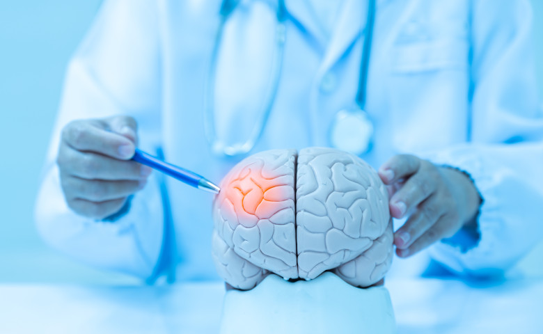 Neurologist,Hand,Pointing,Brain,Anatomy,Human,Model,And,Brain,Disease