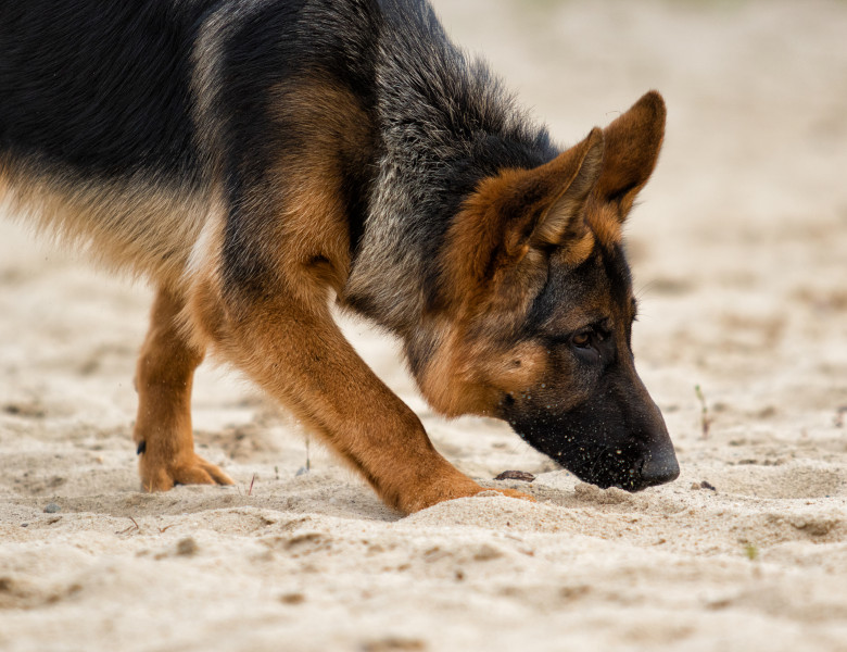 Shepherd,Dog,Sniffing,A,Trail