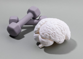 Brain,Health,And,Dementia,Series_brain,Miniature,And,Dumbbell