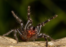 Australian,Sydney,Funnel,Web,Spider