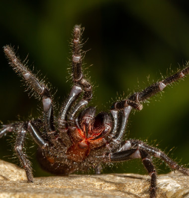 Australian,Sydney,Funnel,Web,Spider