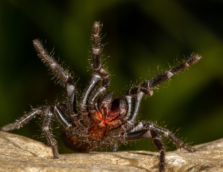 Australian,Sydney,Funnel,Web,Spider