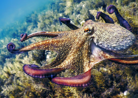 caracatita