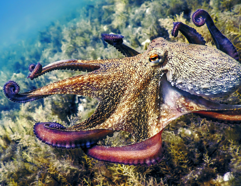 caracatita