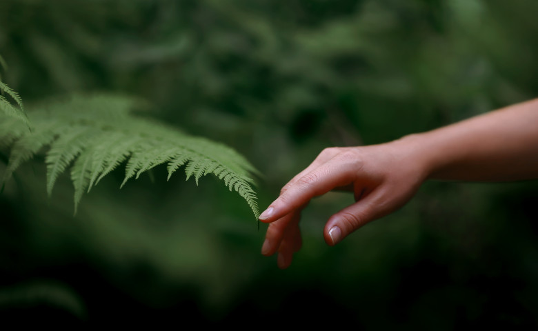 A,Woman's,Hand,And,A,Fern,Leaf.,Man,And,Nature