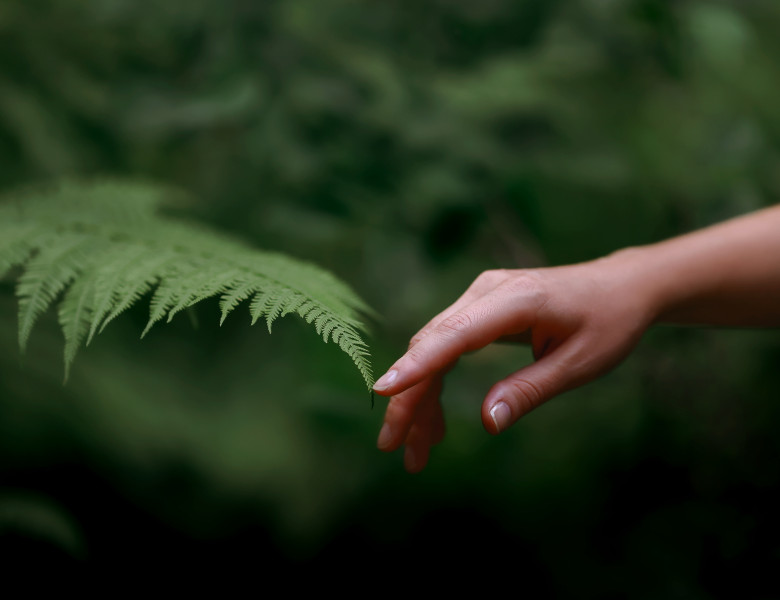 A,Woman's,Hand,And,A,Fern,Leaf.,Man,And,Nature