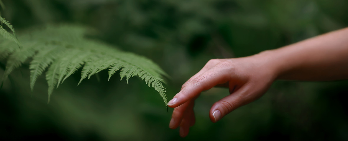 A,Woman's,Hand,And,A,Fern,Leaf.,Man,And,Nature
