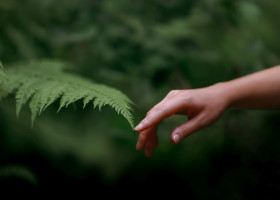 A,Woman&apos;s,Hand,And,A,Fern,Leaf.,Man,And,Nature