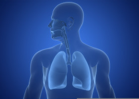 Human,Respiratory,System,Lungs,Anatomy.,3d