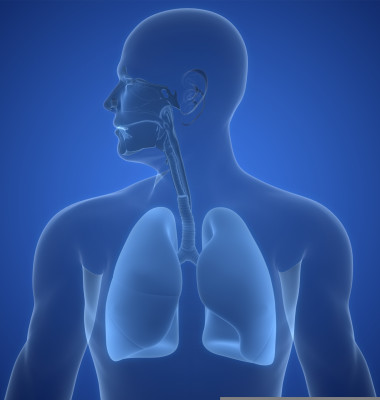Human,Respiratory,System,Lungs,Anatomy.,3d