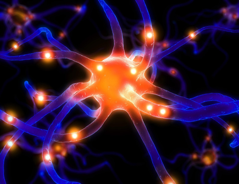 neuroni, celule creier