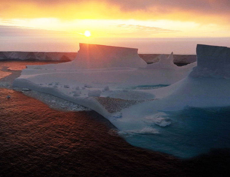 ARCTIC ANIMALS DRIFTING AWAY ON LARGEST A23A ICEBERG  IN THE WORLD