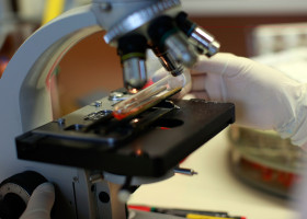 Flu Virus Analysis