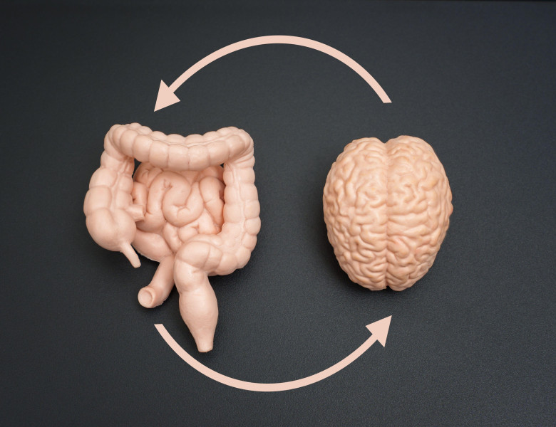 Brain, intestine, and colon models linked by circular arrows on a dark background. Educational and scientific presentations on neural-digestive system