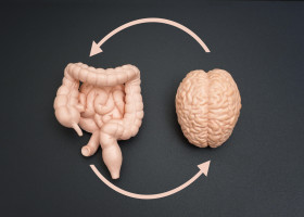 Brain, intestine, and colon models linked by circular arrows on a dark background. Educational and scientific presentations on neural-digestive system
