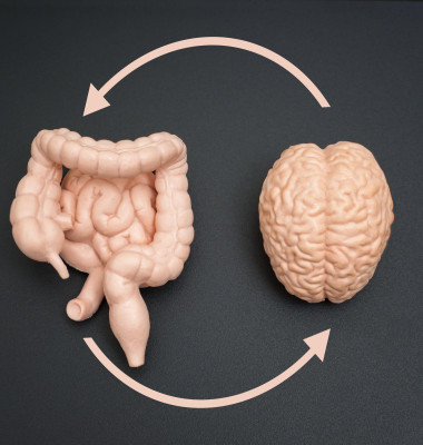 Brain, intestine, and colon models linked by circular arrows on a dark background. Educational and scientific presentations on neural-digestive system