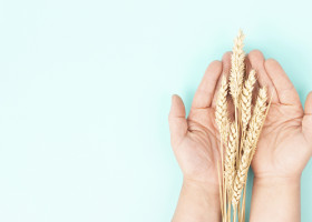 gluten