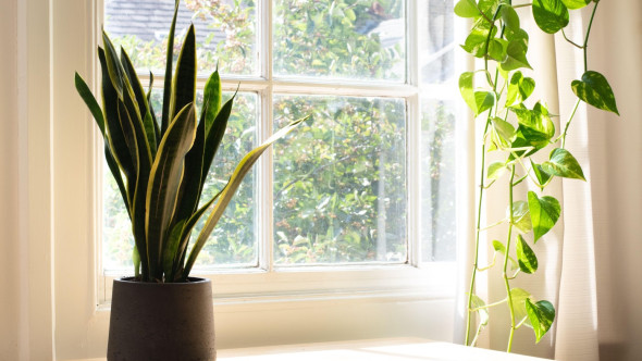 Top cinci plante care purifică aerul și previn mucegaiul din casă. Metodele naturale pentru un interior curat și aer sănătos